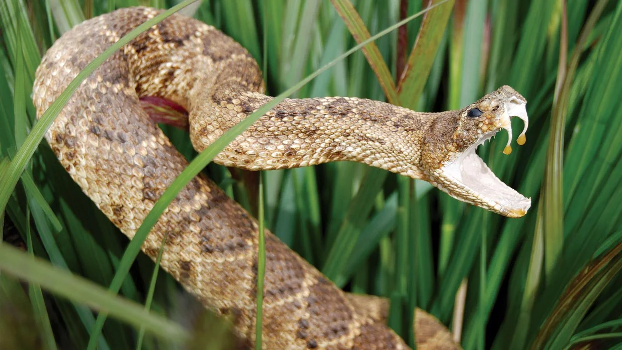 coiled rattlesnake